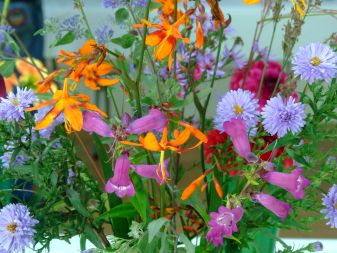 Welcome to the Barham & District Horticultural Society