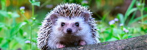 How to help hedgehogs in your garden How to help hedgehogs in your garden