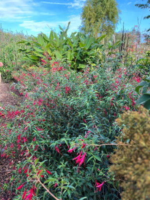 A lush corner of No Name Nursery