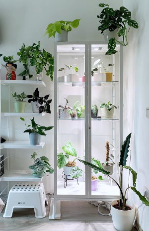 Houseplants in the Home