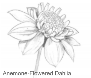 Anemone-Flowered Dahlia
