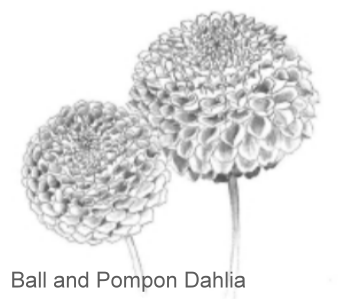 Ball and Pompon Dahlia
