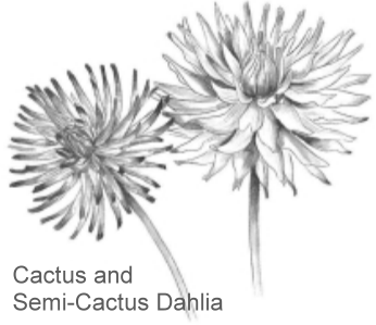 Cactus & Semi-cactus Dahlia