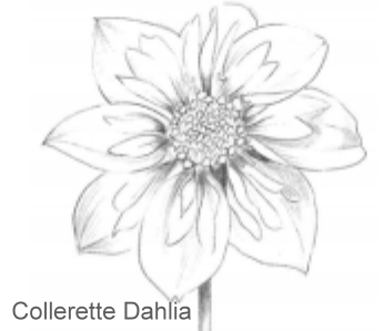 Collerette Dahlia