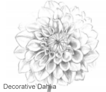 Decorative Dahlia