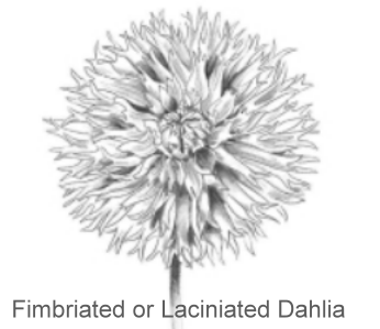 Fimbriated or Laciniated Dahlia