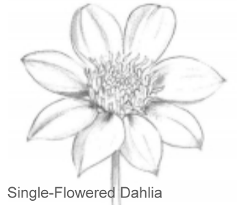 Single-Flowered Dahlia