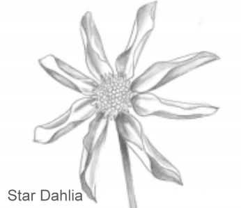 Star Dahlia